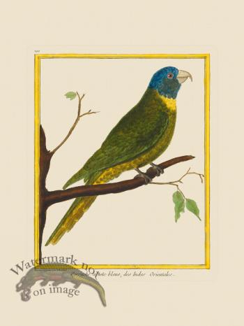 Martinet Bird 192